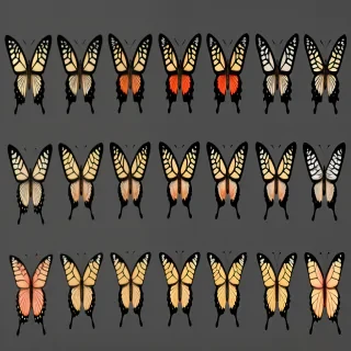 butterflies transparent