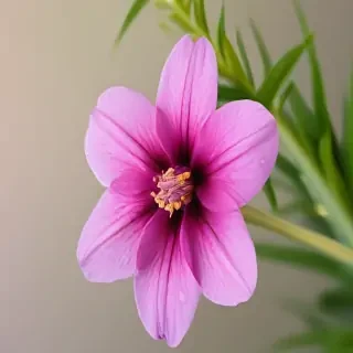 iphone flower wallpaper