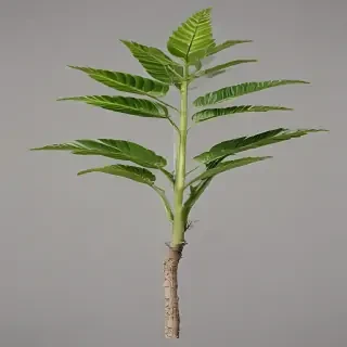 plant no background