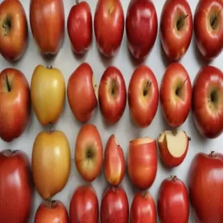 drawn apples