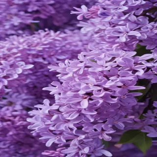 lilac background