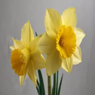 daffodil flower