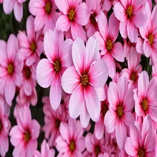 flower phone wallpaper