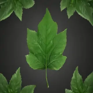 green leaf png