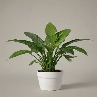 house plant png