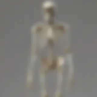 skeleton transparent
