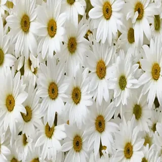 white flowers wallpaper iphone