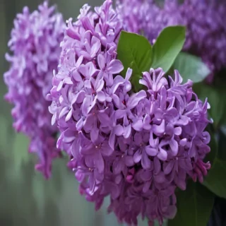 lilac wallpaper iphone