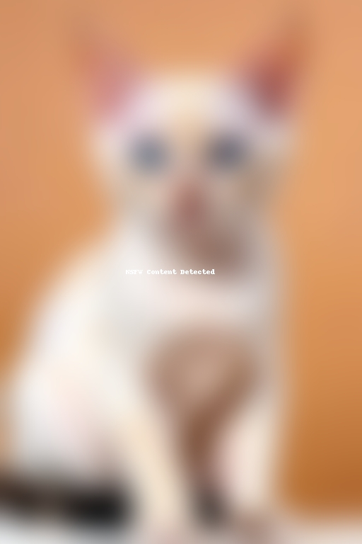 colorpoint shorthair cat breed