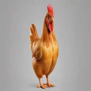 chicken transparent background