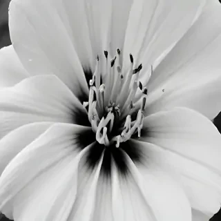 black and white flower