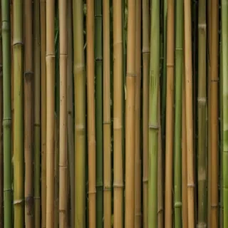 bamboo background