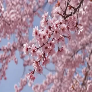 cherry blossom backround