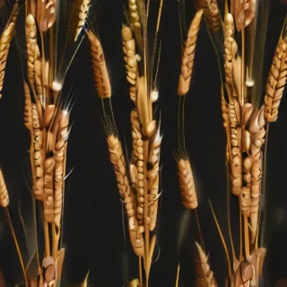 wheat png