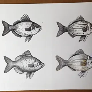 fish drawings