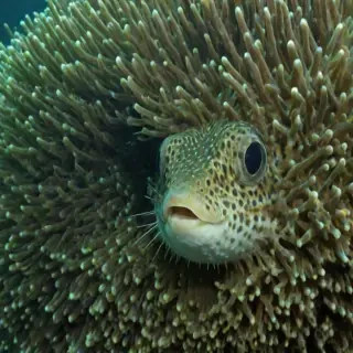puffer fish