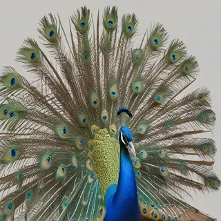 peacock png