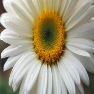 iphone daisy wallpaper