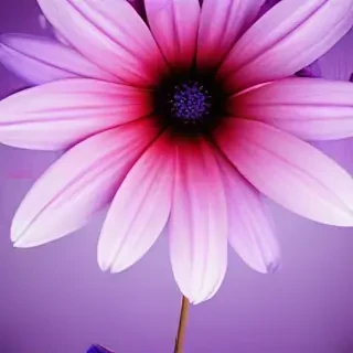 purple flower iphone wallpaper