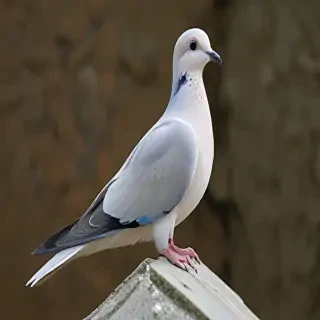 dove bird