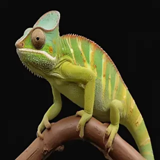 chameleon png