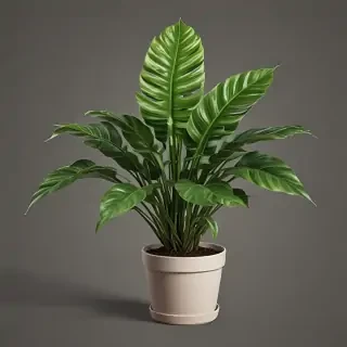 house plant png