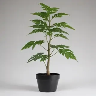plant transparent