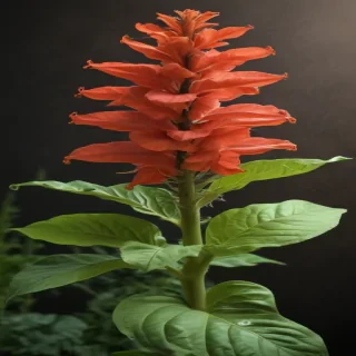 tobacco plant