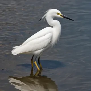 snowy egret