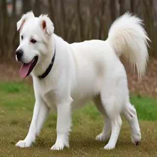 tornjak dog breed