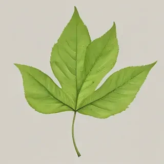 leaf png transparent