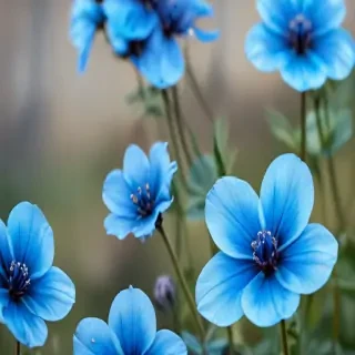 transparent blue flowers