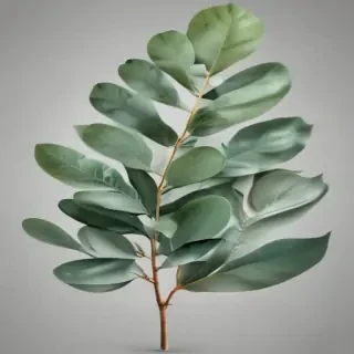 transparent eucalyptus clipart
