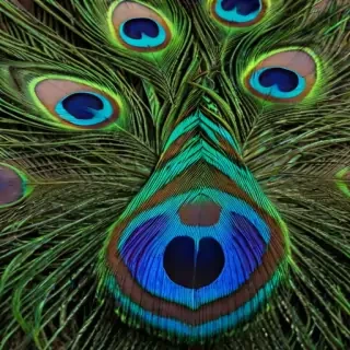 peacock feather images