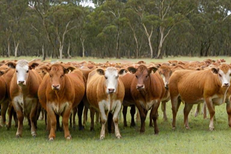 australian boxherd