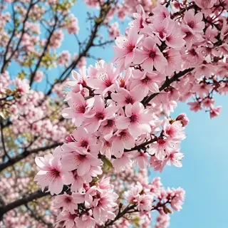 spring iphone wallpaper