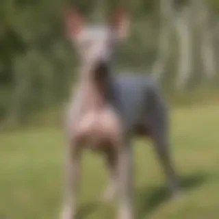 american hairless terrier