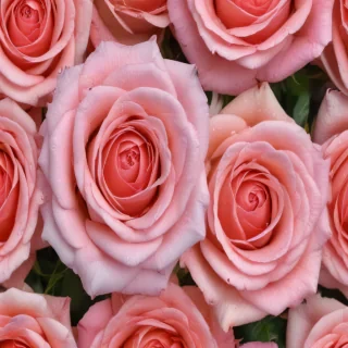 rose background images