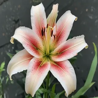 lily flower