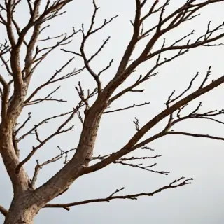png branches