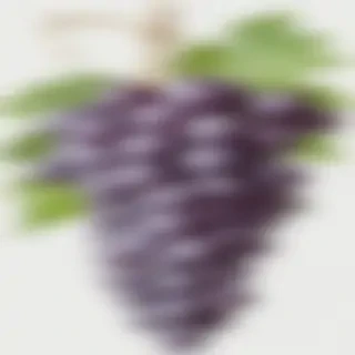 grapes clipart black and white