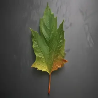 leaf transparent background