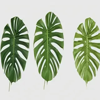 monstera png