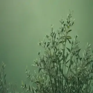 sage green aesthetic background