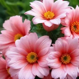 cute flower wallpapers