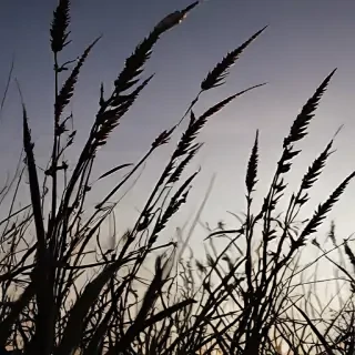 grass silhouette