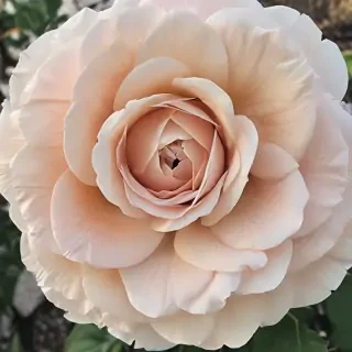 beautiful penic