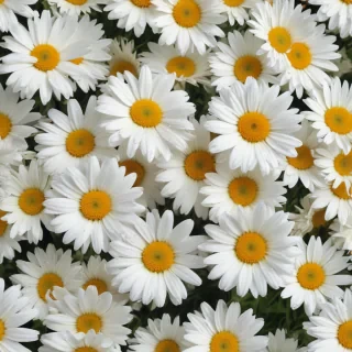 daisy background wallpaper