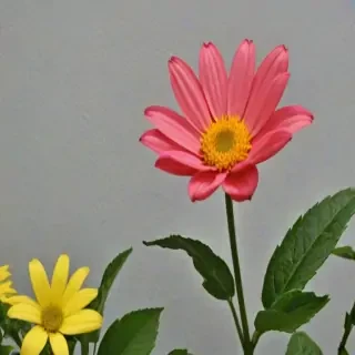 flower line