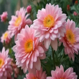 asthetic flower wallpaper